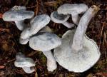 Albatrellus caeruleoporus - Fungi Species | sokos jishebi | სოკოს ჯიშები